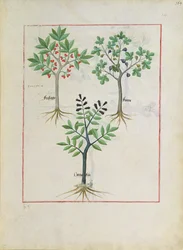 Illustration du Livre des Simples Médecines par Mattheaus Platearius